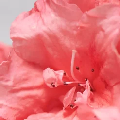 BABOR Gesicht|Gesicht|SKINOVAGE Calming Cream 50 ml