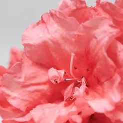 BABOR Gesicht|Gesicht^SKINOVAGE Moisturizing Foam Mask 75 ml