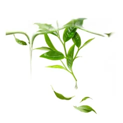 FOREO Sweden Gesicht^UFO Mask Green Tea 7 Stück