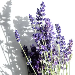 Korres Hagel Nature|Körper|RELAXING LAVENDER Körpermilch für die Nacht 200 ml