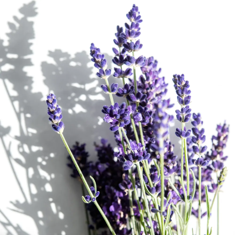 Korres Hagel Nature|Körper|RELAXING LAVENDER Körpermilch für die Nacht 200 ml