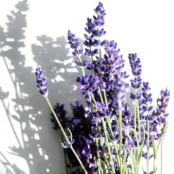 Korres Hagel Nature|Körper^RELAXING LAVENDER Duschgel 250 ml