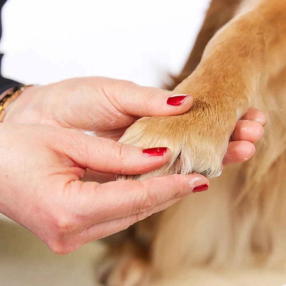 Margot Schmitt Hagel Nature|Glanz Fell Intensiv Pfotenpflege 75 ml