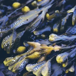 Anti-Fett-Kopfhaut-Kur mit Meerestang 100 ml-Rausch New