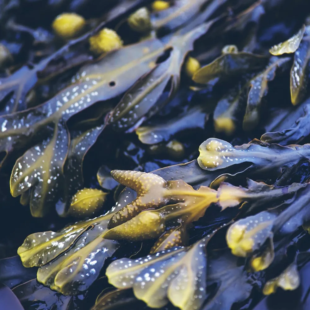 Rausch Hagel Nature| Shampoo^Anti-Fett-Shampoo mit Meerestang 200 ml