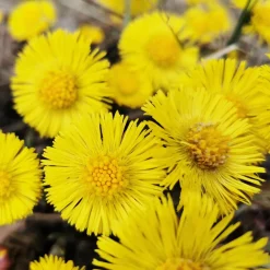 Anti-Schuppen-Conditioner mit Huflattich 30 ml-Rausch Hot