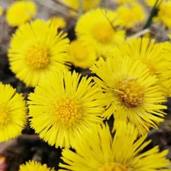 Rausch Hagel Nature|Körper|Anti-Schuppen-Kopfhaut-Lotion Huflattich 200 ml