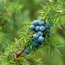 Rausch Shampoo|Hautpflege^Energy-Boost-Shampoo mit Wacholder 200 ml