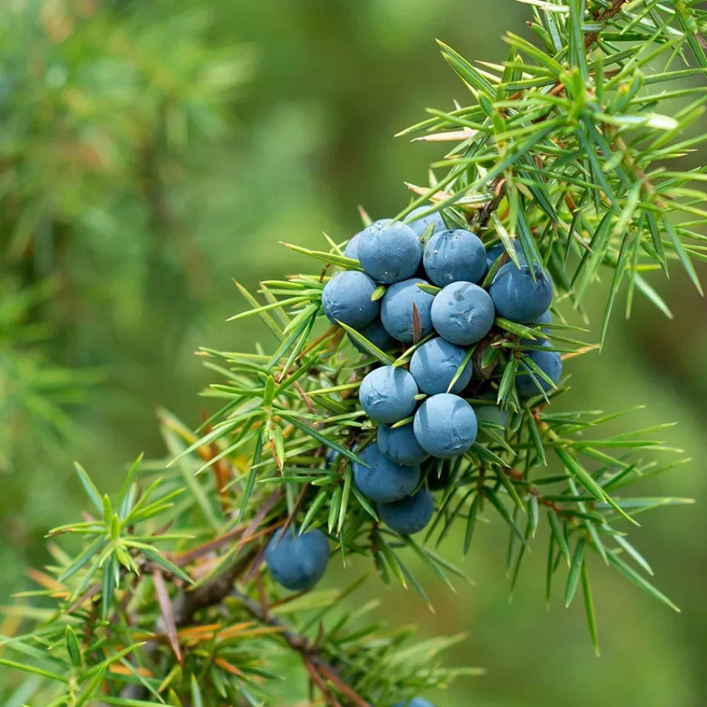 Rausch Shampoo|Hautpflege^Energy-Boost-Shampoo mit Wacholder 200 ml