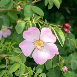 Farbschutz-Conditioner mit Wildrose 150 ml-Rausch Online