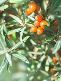 Rausch Haarspray & Haarlack^Haarspray Strong Aerosol 250 ml