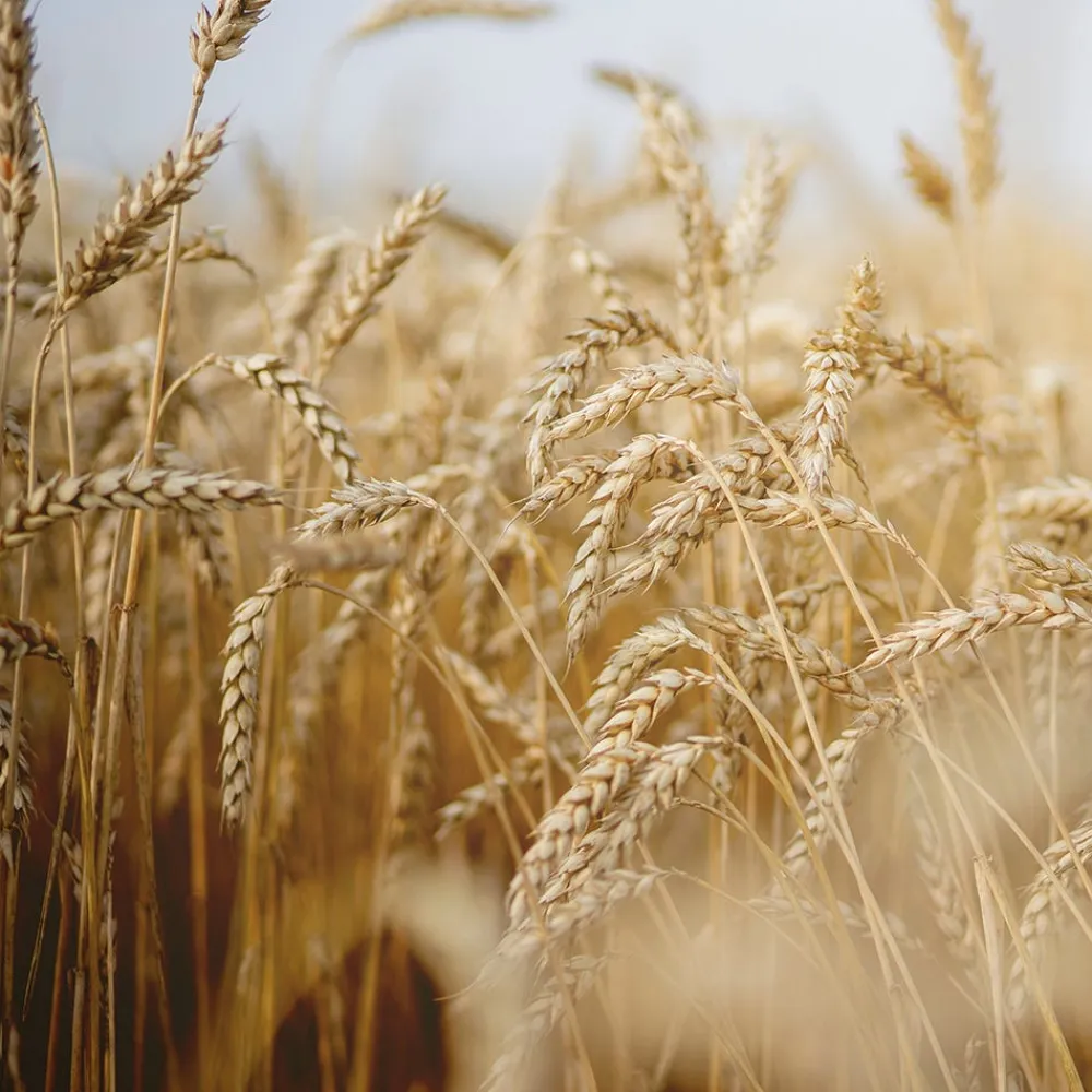 Rausch Hagel Nature| Shampoo|Nähr-Shampoo mit Ei-Öl 200 ml