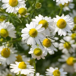 Rausch Shampoo|Hagel Nature|Pflege-Shampoo mit Schweizer Kräutern 40 ml