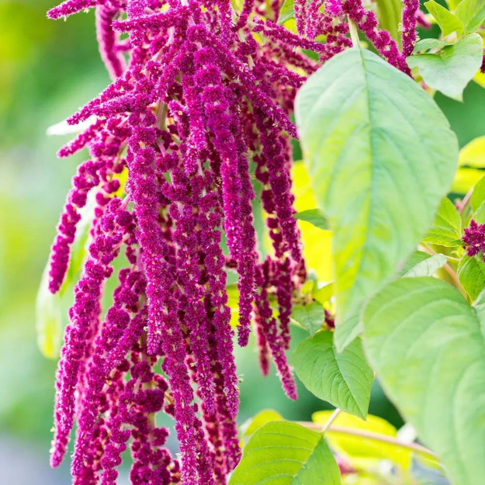 Repair-Express-Kur mit Amaranth 100 ml-Rausch New