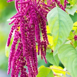 Rausch Reparatur & Stärkung|Hagel Nature|Repair-Serum mit Amaranth 30 ml