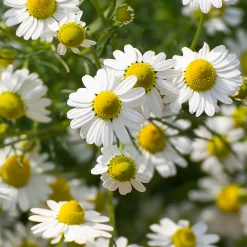 Rausch Hagel Nature|Hand & Fuß|Sensitive Hand Cream mit Kamille 50 ml