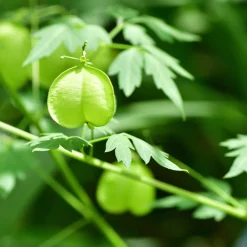 Sensitive-Kopfhaut-Serum Herzsamen 200 ml-Rausch Outlet