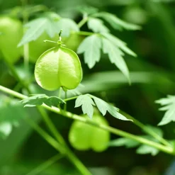 Rausch Hagel Nature| Shampoo|Sensitive-Shampoo mit Herzsamen 40 ml