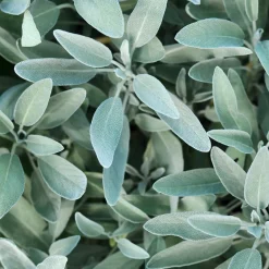 Rausch Hagel Nature|Körper^Silberglanz-Kopfhaut-Tonic mit Salbei 200 ml