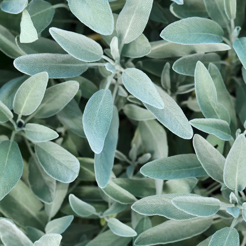 Rausch Hagel Nature| Haarkur^Silberglanz-Kur mit Salbei 100 ml