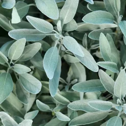 Silberglanz-Shampoo mit Salbei 40 ml-Rausch