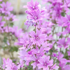 Rausch Shampoo|Hagel Nature^Volumen-Shampoo mit Malve 200 ml