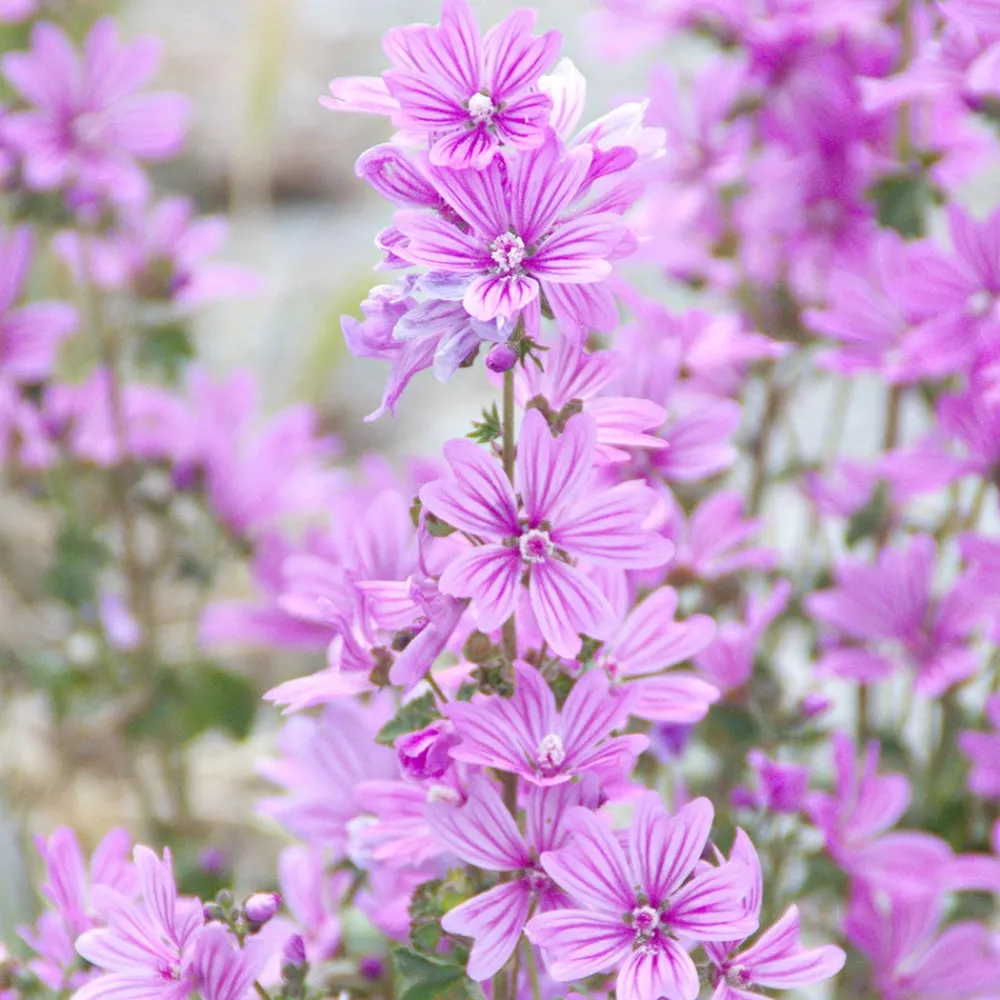 Rausch Shampoo|Hagel Nature^Volumen-Shampoo mit Malve 200 ml