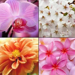 Eau de Toilette Imperial Orchid 100 ml-Tesori d´ Oriente New