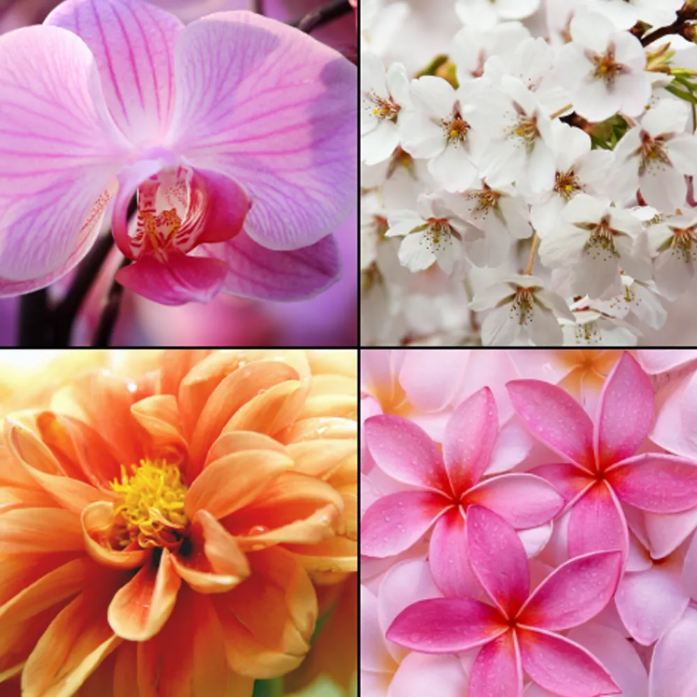 Eau de Toilette Imperial Orchid 100 ml-Tesori d´ Oriente New