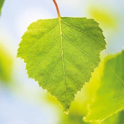 Weleda Körper^BIRKE Cellulite Öl 100 ml