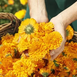 Weleda Hagel Nature|Körper^Calendula Entspannungsbad 200 ml