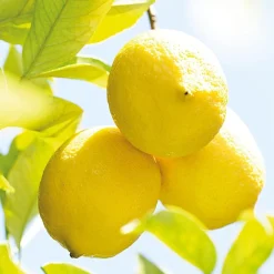 Weleda Körper|Citrus Erfrischungsbad 200 ml