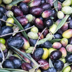 Weleda Hand & Fuß|Hautpflege|Fußbalsam 75 ml