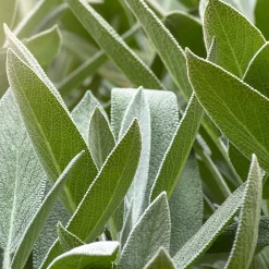 Weleda Körper^Herbal Fresh Deo Spray 100 ml