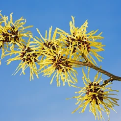 Weleda Körper|Gesicht^2-in-1 Erfrischende Reinigung 100 ml