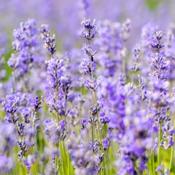 Relax Shower Cream Lavendel 200 ml-Weleda Outlet