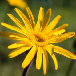 Weleda Hagel Nature|Körper^Sport & Muskel Regenerationsbad 200 ml