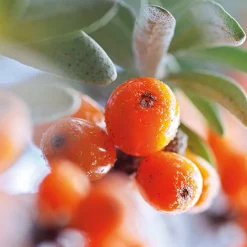 Vitality Shower Cream Sanddorn 200 ml-Weleda Discount