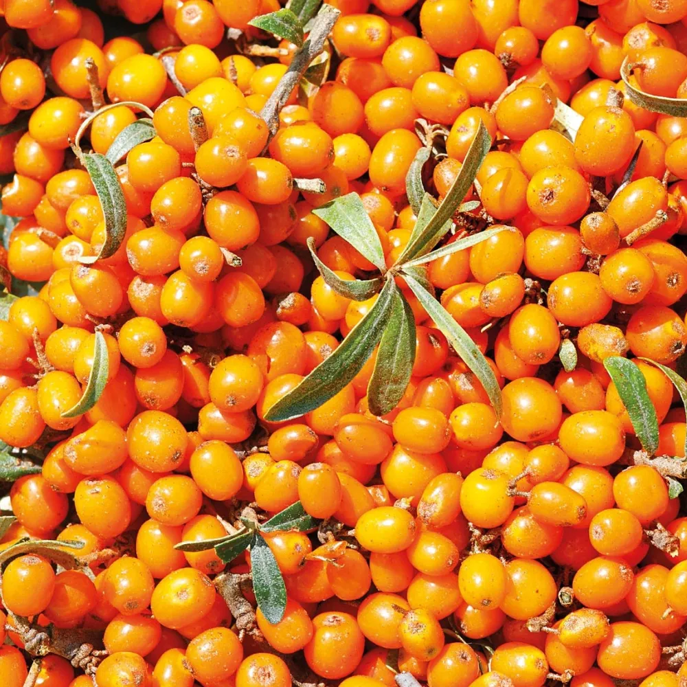 Vitality Shower Cream Sanddorn 200 ml-Weleda Discount